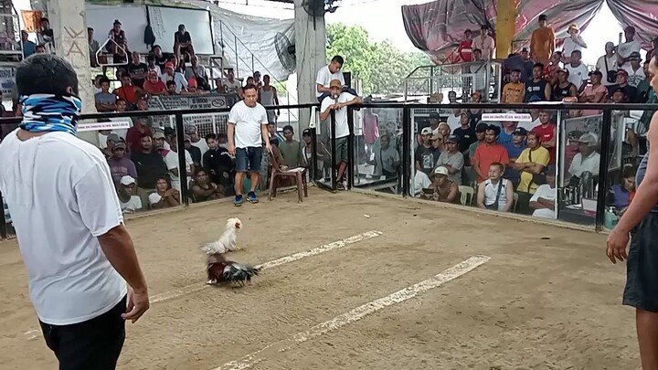 Legendary red Lagbu. Maunahan na pero di parin nagpa talo.🦅 #legendarwingameyard #buhaybackyard