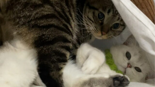 臭卷宝的一些令人发指的猪狗行径合集