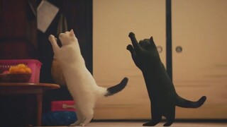 Heartwarming Japanese ad: The cat who secretly studies makes me cry at the end...