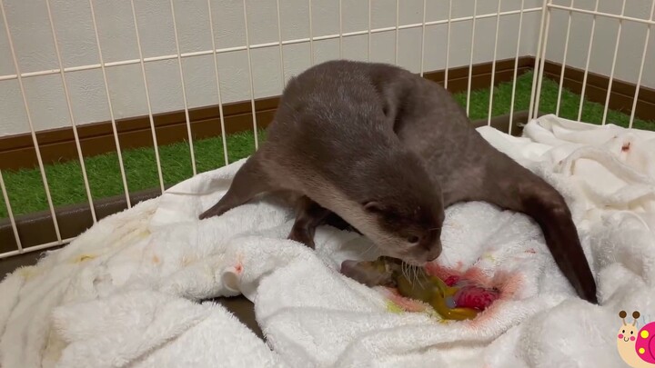 The little otter has just become a mother and still feels a bit at a loss.