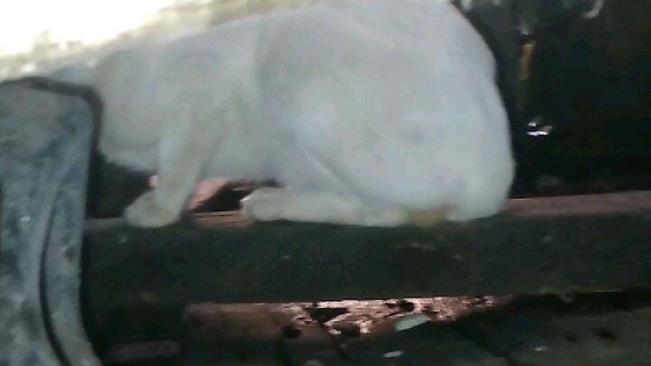 Cowichan is the best and most m of 😁😁😁🤣🤣🤣🤣