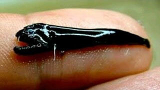 Creepy Little Fanged Fish Discovered in Australia | Scaleless Blackfish | Tenrou21