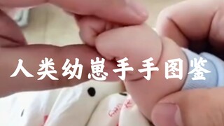 人类幼崽手手图鉴