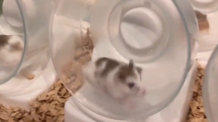 Pekerjaan Palsu Tikus