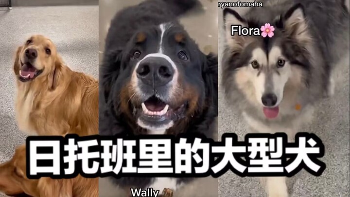 أكبر كلب في حضانة الكلاب اليومية