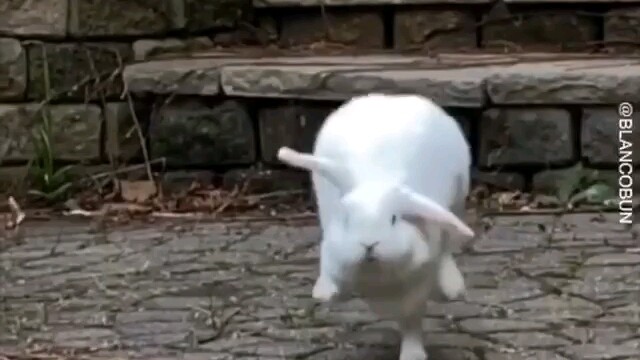 "Little rabbits don't need to study calculus; they have no worries."