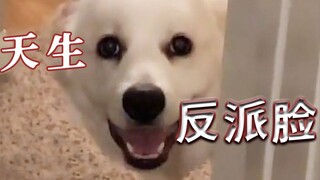 فزعتك الصغيرة تظهر فجأةً — الكلب "جوز الهند" صاحب الوجه الشرير!