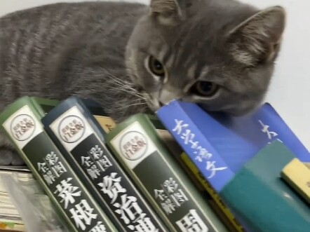 แมว: หยุดเล่นมือถือสักทีไม่ได้เหรอ~