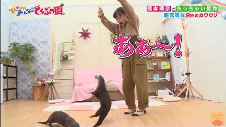 [ซับไทย] ภารกิจมัดใจสัตว์กับฮาชิโมโตะ คันนะ : ตอน นากเล็กเล็บสั้น