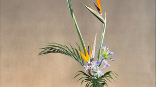 Strelitzia reginae còn được gọi là Big Bird, hướng dẫn cắm hoa Trung Quốc #Cắm hoa thám hiểm #Cắm ho