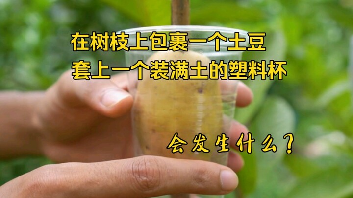 What happens when potatoes are wrapped around a fruit tree and covered with a plastic cup filled wit
