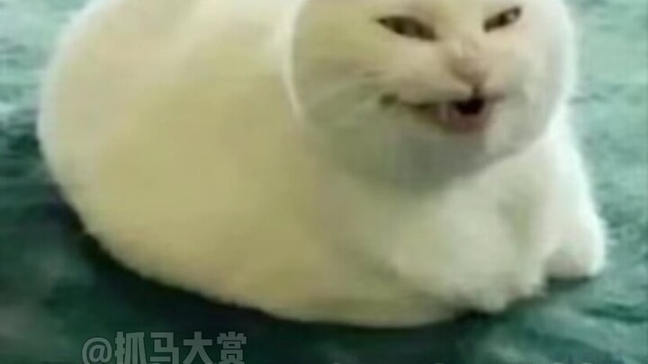 Bangun terlalu cepat, begitu buka ponsel langsung lihat Daming Daily.