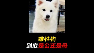I am Yueyue, and I speak up for dogs!