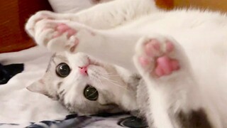 You wouldn't want to miss such a cute cat, would you?