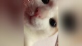 CapCut đẹp trai v sao =)))) mèo cat mèosimmy lan fyp