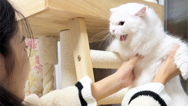 Có lẽ chủng mà tôi nhiễm phải là chủng catnip…