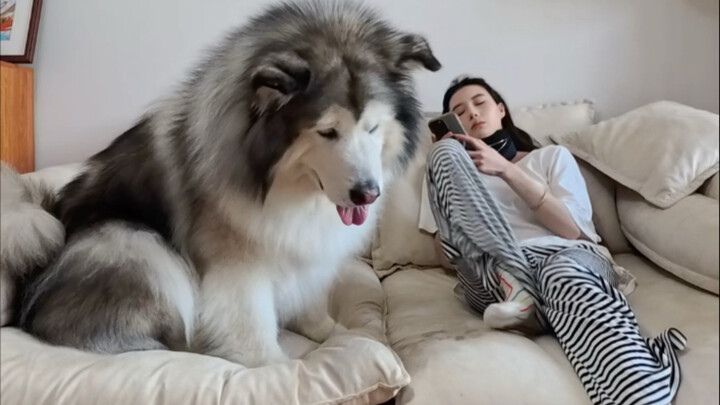 Anak anjing ini benar-benar sangat suka naik mobil