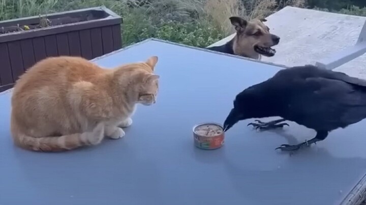 Gagak ternyata punya dua wajah: mengambil kalengan kucing untuk diberi makan kepada anjing