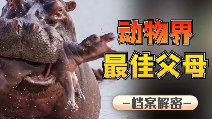 เฉือนเนื้อป้อนลูก ใช้ปากฟักไข่ลูกน้อย วิธีที่สัตว์ทั้งหลายแสดงความรักต่อลูกน้อยช่างน่าทึ่งจนคุณต้องต