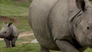 The baby rhino that never leaves its mother's side