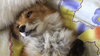 Có nhiều cách để chú cáo nhỏ ngủ.