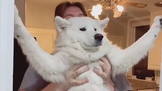 Whenever I ask my dog to take a bath