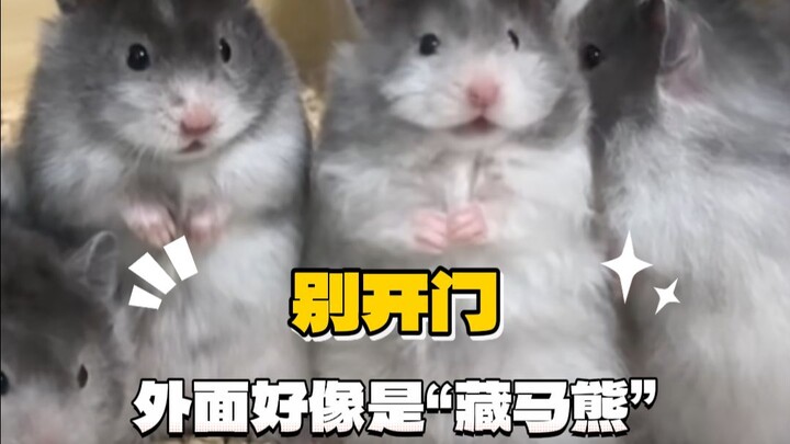 This is a Tibetan marbled mouse—don’t let it get caught, or you’ll end up getting beaten up later! #
