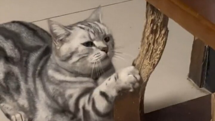 Kudengar kamu ingin memelihara kucing?