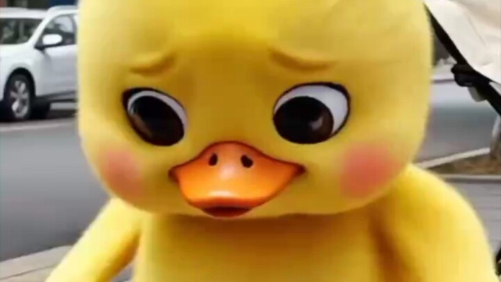 funny ducks and dogs 🐕