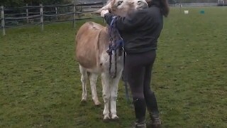 Funny donkey 😂😂