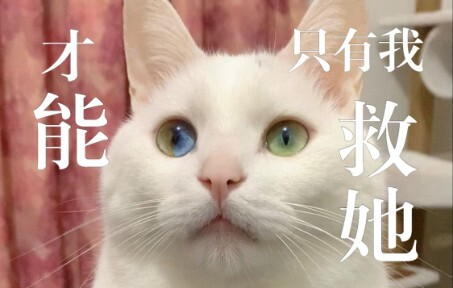 【Crying warning】What if I’m the only one who can save this cat?