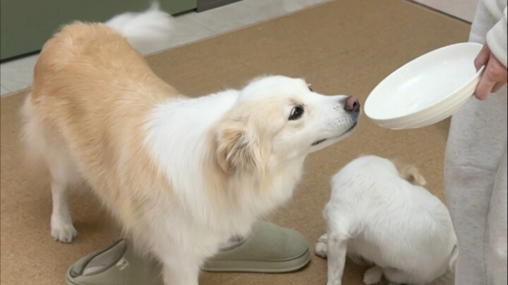 Last night, Bella Chen snuck a whole plate of sweet potatoes while Mom wasn’t looking #BellaFamily