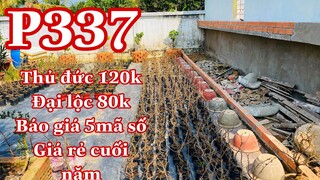 Mai vàng chơi tết p337 | 0902166514 Phương | thủ đức 120 - đại lộc 80Kk - báo giá 5 mã số