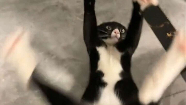 Do you also like cats with mental health issues?