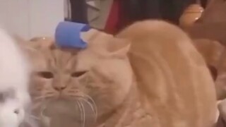 أشعر دائمًا أن هناك شيئًا سيئًا في هذه الغرفة