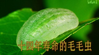 别看封面人畜无害，点进来你可能会后悔【毛毛虫合集】