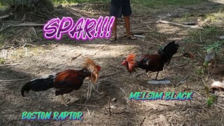 BOSTON RAPTOR VS MELSIM BLACK SPAR!!  JRP BACKYARD