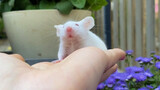 实验室小白鼠能当宠物养吗？                    缎子鼠吱星人小白鼠科普