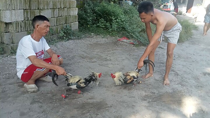 stag ready to figth na mga ka manok