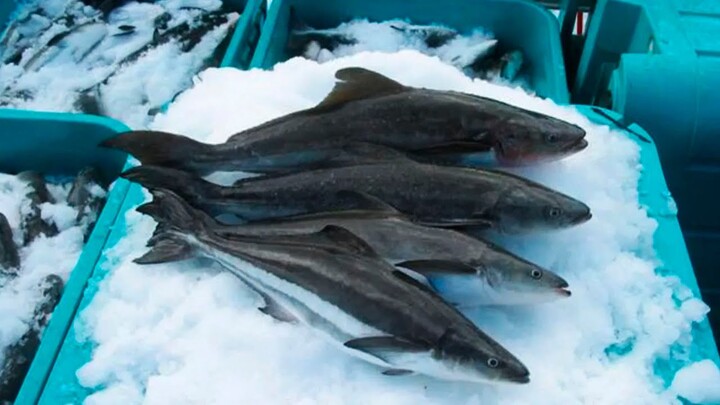 INI IKAN COBIA YANG DIMASAK LORD ADI PADA TANTANGAN MasterChef Indonesia Season 8