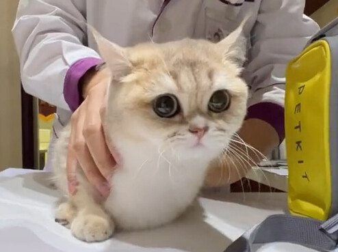 无语！小母猫被公猫玩坏了