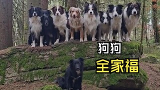 Those lighthearted animal videos!
