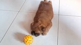 Shihtzu puppy play