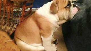 เบื่อ Funny BullDog จะทำให้คุณผ่อนคลายและหัวเราะ