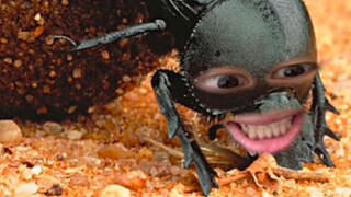 How God created dung beetles