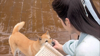 Đại Hoàng trong cảnh nổi tiếng của Lâm Giang Tiên, nó diễn xuất quá giỏi, không dám tin vào mắt mình