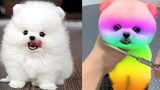 วิดีโอ Pomeranian ตลกและน่ารัก 4 ลูกสุนัขที่น่ารักที่สุด
