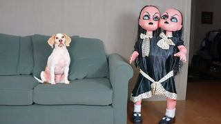 Funny Dogs vs Evil Twins Prank สุนัขตลก Maymo Penny & Potpie