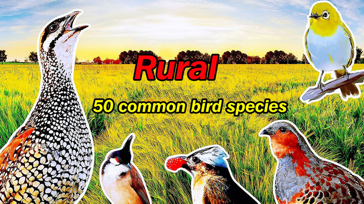 [Hewan]50 jenis kicauan burung di pedesaan