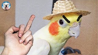 Funny Bird Videos 2021 - CAN'T STOP LAUGHING | Pets Town